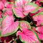 3 Florida Sweetheart Caladium Bulbs - Fancy Leaf Caladium - 3 Caladium Roots