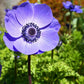 Anemone Mix Plant Bulbs (10 bulbs) - Colorful Flowers in Spring Blooming Gardens