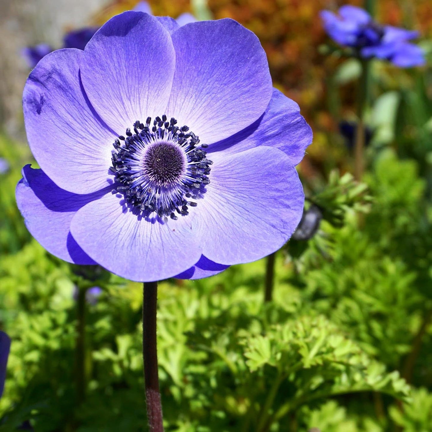 Anemone Mix Plant Bulbs (10 bulbs) - Colorful Flowers in Spring Blooming Gardens