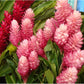 Hawaiian Pink Ginger Plant Root - 1 Pk - 2 Roots pp Discount Hawaiian Gifts