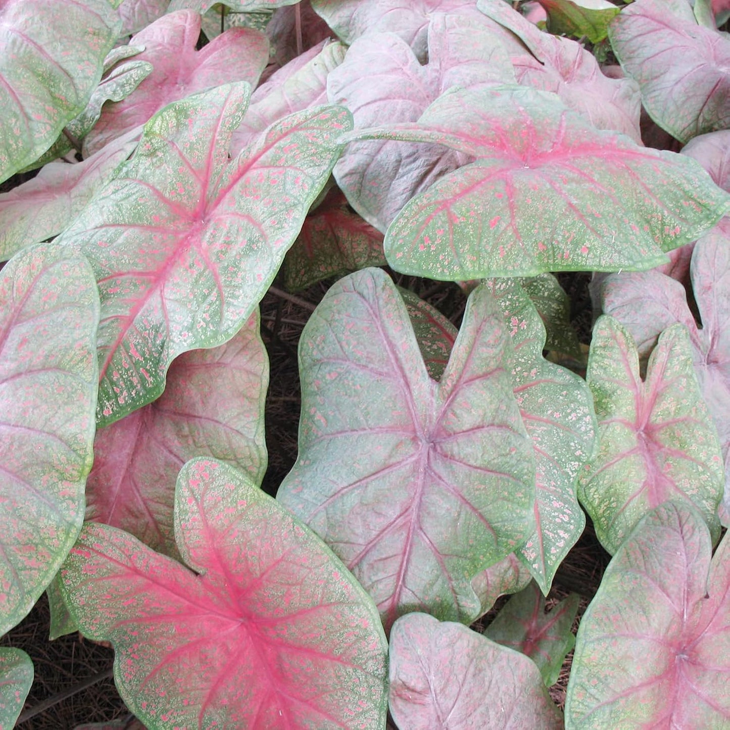 Caladium Bicolor Seeds Angel Wings Tropical Perennial Heavy Shade Tolerant Containers Beds Borders Indoor Oudoor 100Pcs Mixed Herb Seeds by YEGAOL Garden