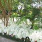 Dwarf Candidum Jr Caladium Bulb - Fancy Leaf Caladium - 1 Caladium Root