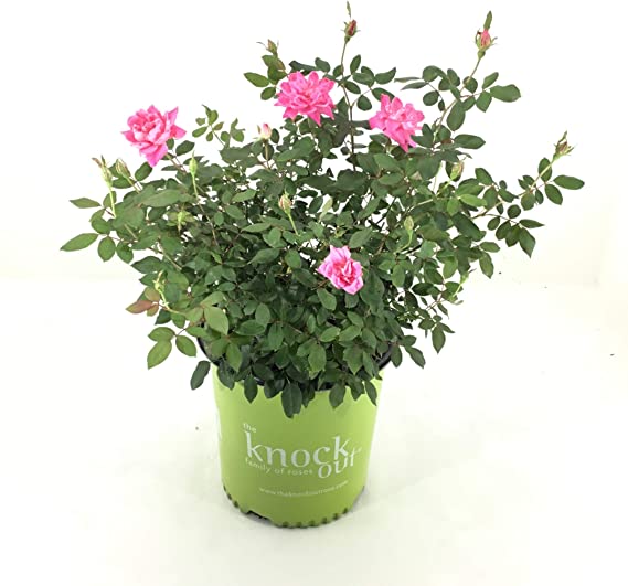 Double Pink Rose Seedlings Flower Seeds Perennial Growing Bonsai Corms Tubers Potted Planting Reblooming Fragrant Garden Roots Rhizomes Species Blooms Plant Bulbs Gardening Tree