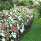 Caladium Bulbs for Planting - Fancy Leaf Mixed Caladium Large Bulbs for Planting Bulk Spring Bulbs to Plant in Spring Bulbs for Planting Outdoors - Elephant Ears Bulbs Size 4-7cm