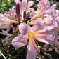Bareroot Pink Spider Lily Lycoris Radiata Bulbs Hurricane Cluster Amayllis Growing Bonsai Roots Rhizomes Corms Tubers Potted Planting Reblooming Fragrant Garden Species Blooms Flower Seeds Plant Gardening