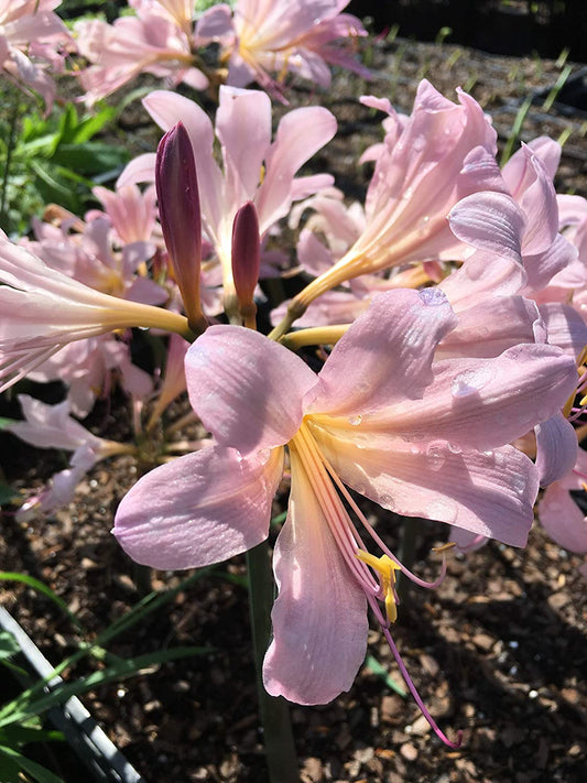 Bareroot Pink Spider Lily Lycoris Radiata Bulbs Hurricane Cluster Amayllis Growing Bonsai Roots Rhizomes Corms Tubers Potted Planting Reblooming Fragrant Garden Species Blooms Flower Seeds Plant Gardening