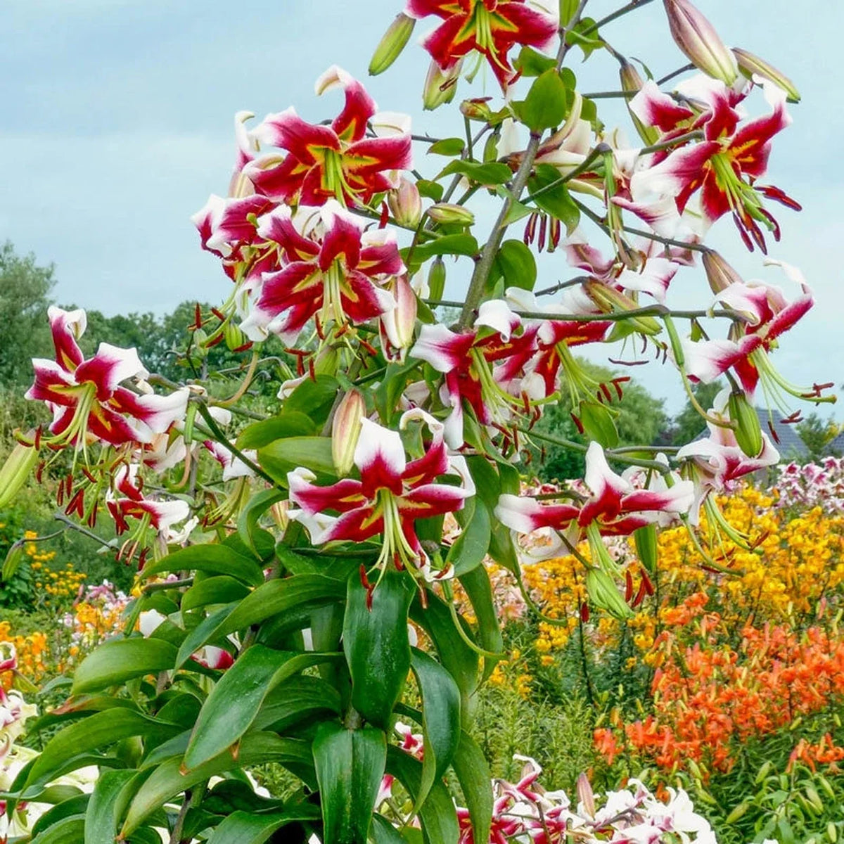 Fragrant Forest Lily Tree Collection