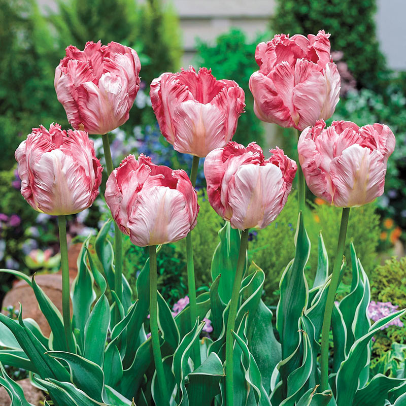 Silver Parrot Tulip  Tulip Bulbs Blooms Species Growing Bonsai Roots Rhizomes Corms Tubers Potted Planting Reblooming Fragrant Garden Flower Seeds Plant