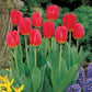 Red Matador Jumbo Perennial Tulip