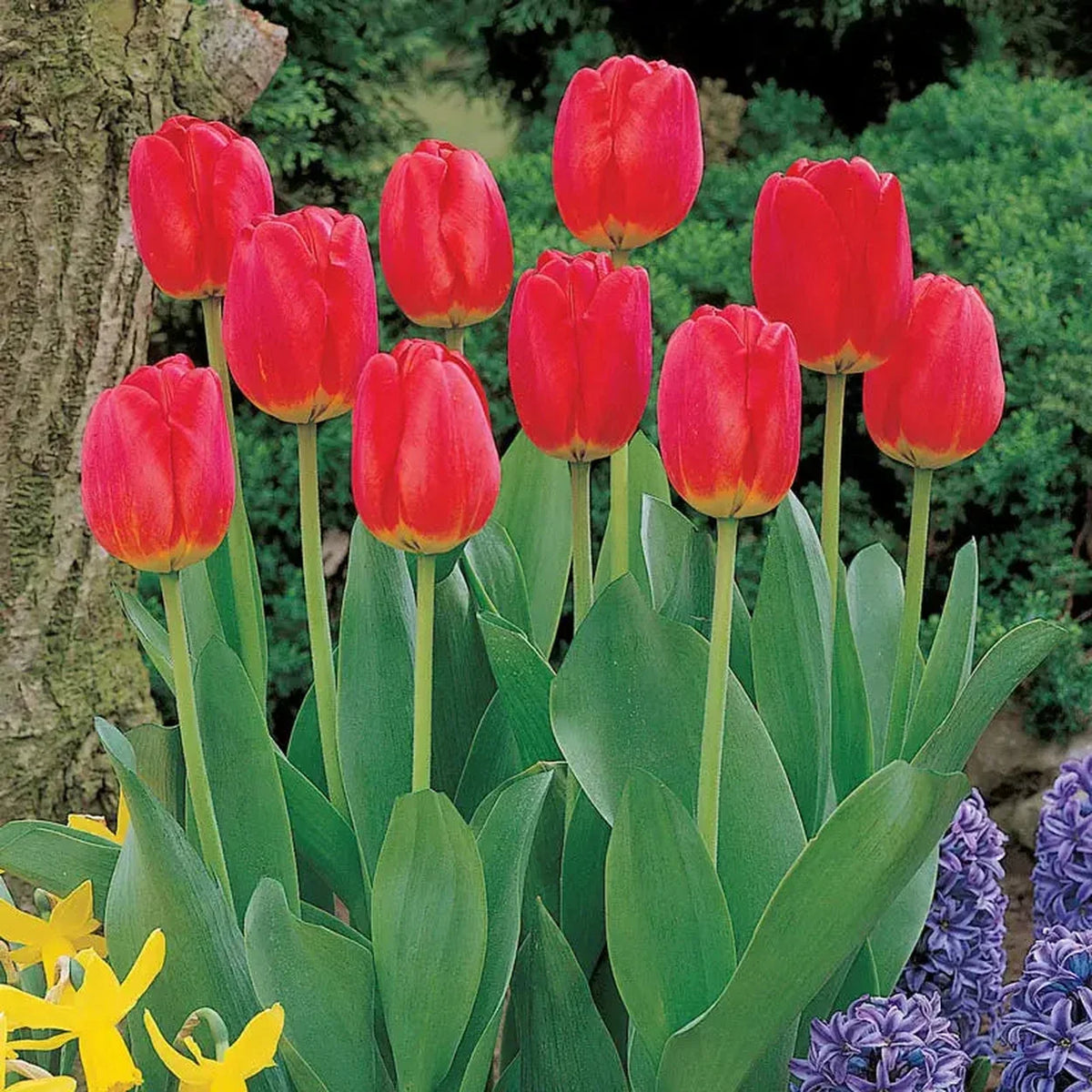 Red Matador Jumbo Perennial Tulip