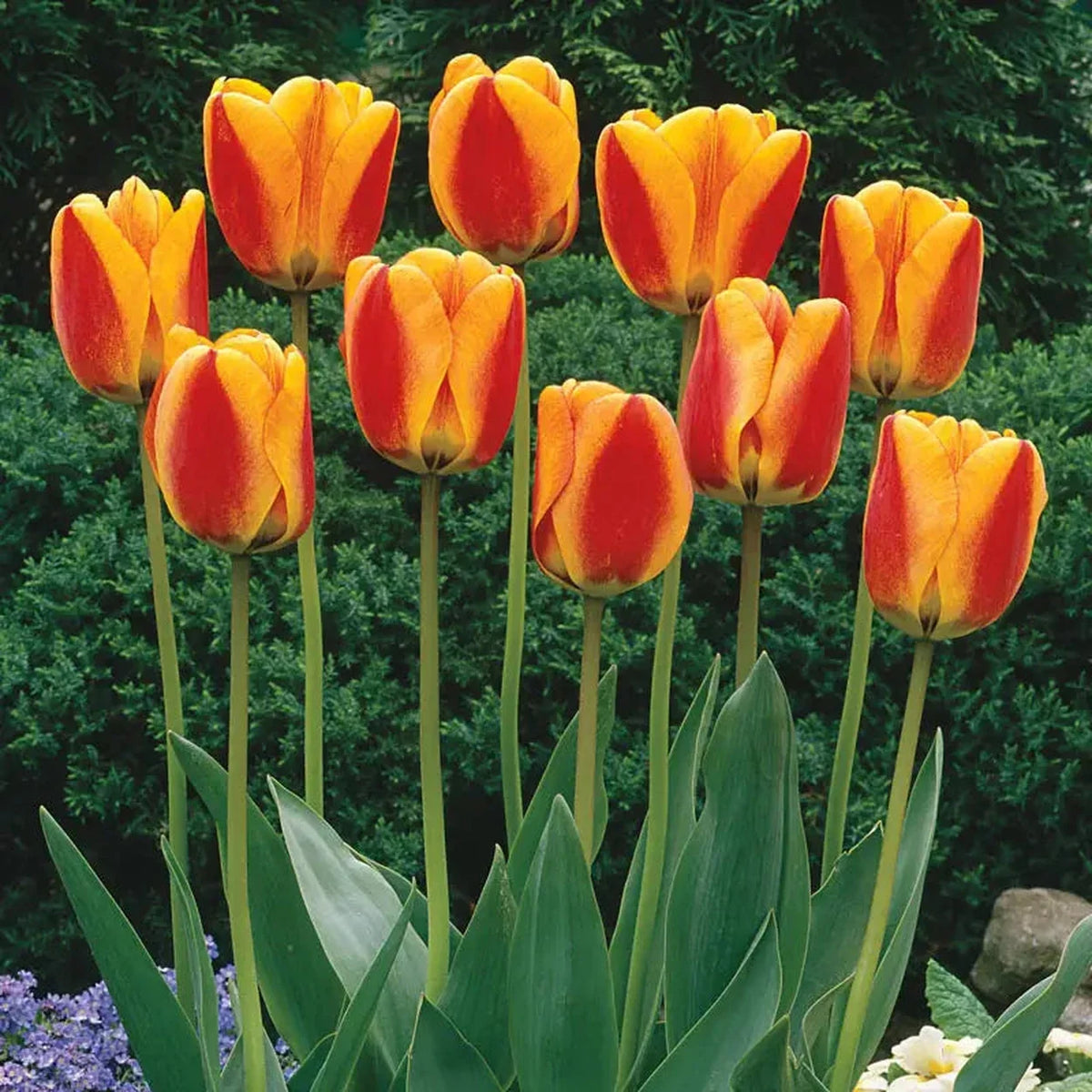 Halleys Comet Jumbo Perennial Tulip