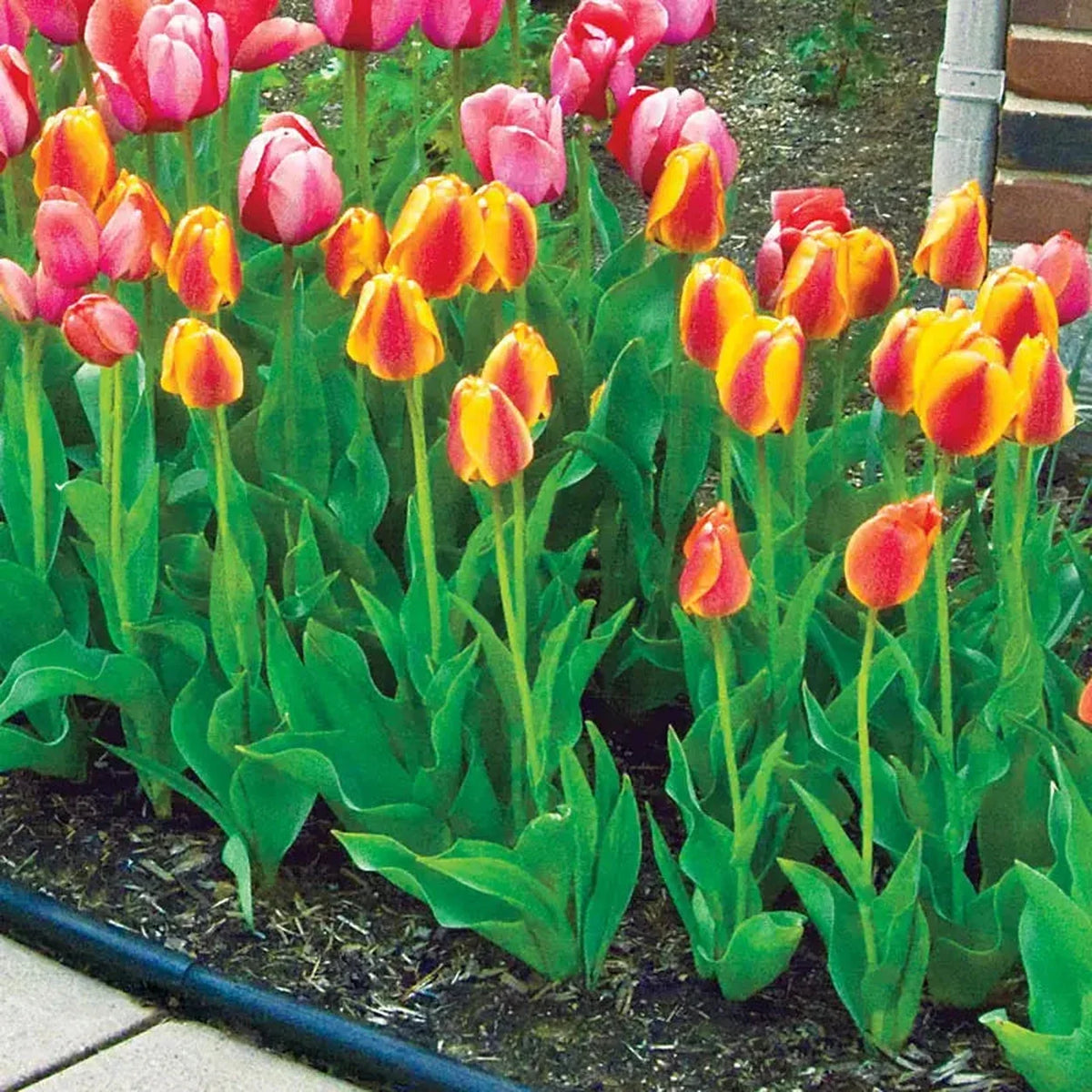 Halley's Comet Jumbo Perennial Tulip