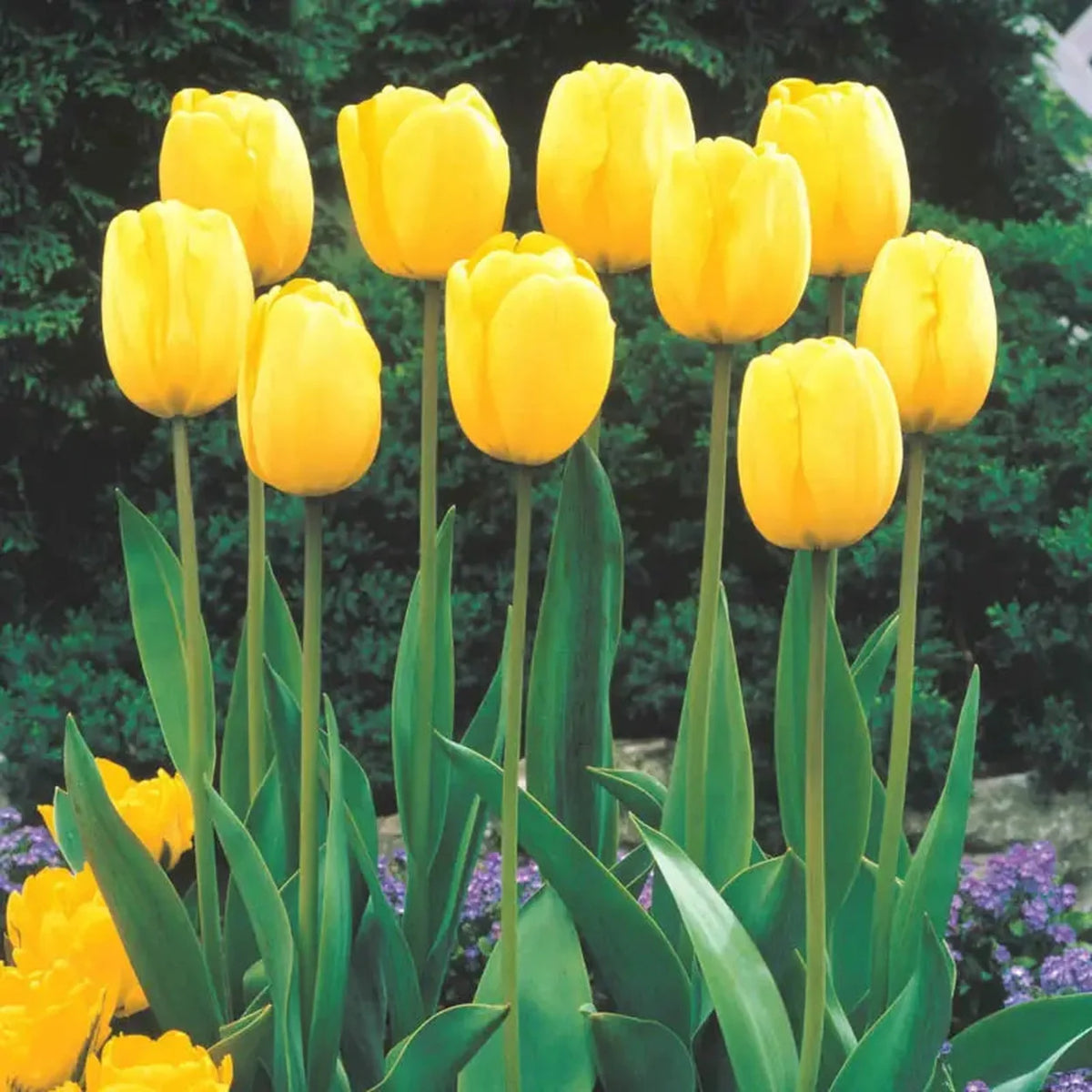 Sun Gold Jumbo Perennial Tulip
