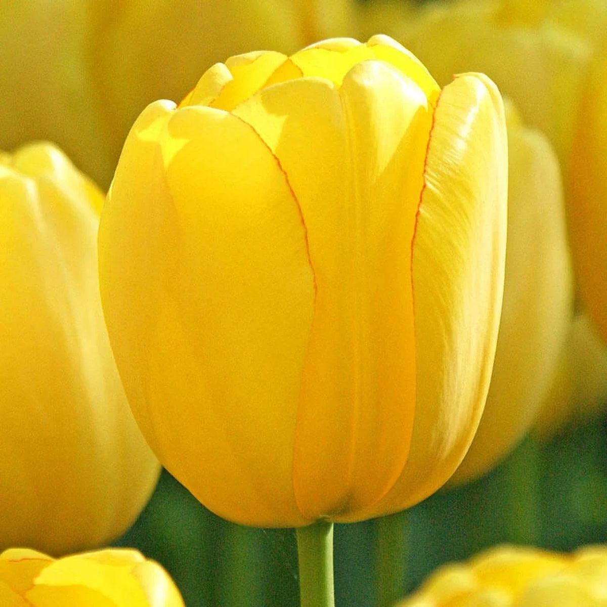 Sun Gold Jumbo Perennial Tulip