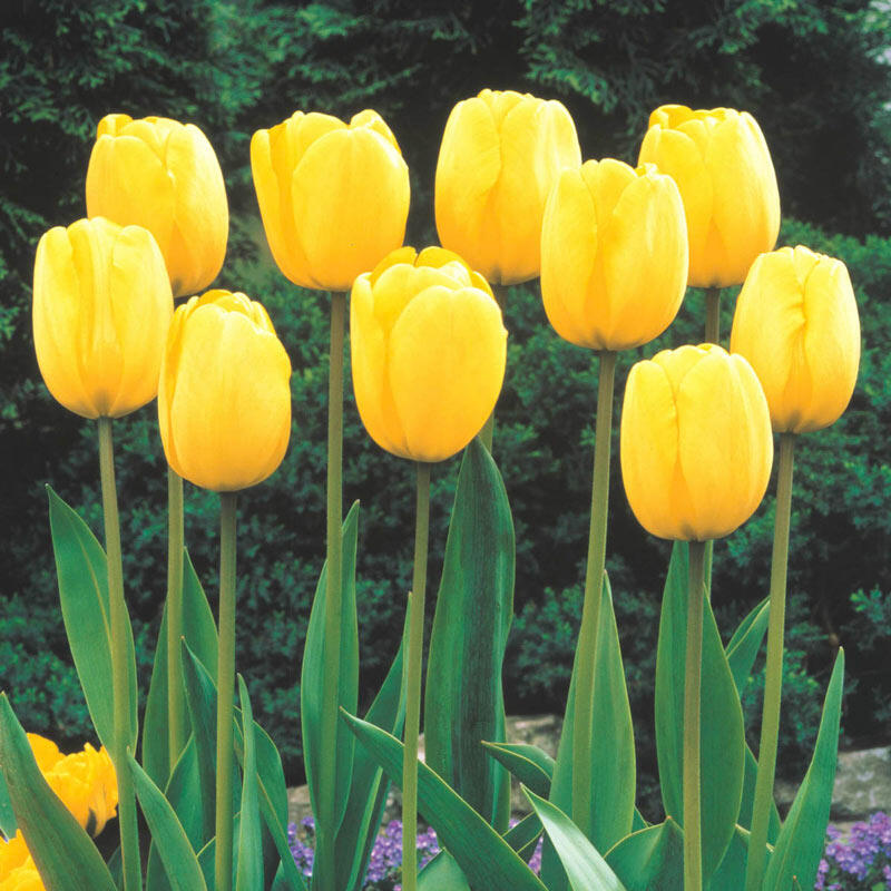 Sun Gold Jumbo Perennial Tulip Bulbs Blooms Species Growing Bonsai Roots Rhizomes Corms Tubers Potted Planting Reblooming Fragrant Garden Flower Seeds Plant