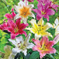 Lily Tree Mixture
