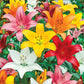 Asiatic Lily Mixture Super Sak