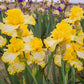 Beauty Becomes Her Bearded Iris