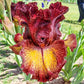 Sorbonne Bearded Iris