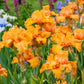 Orange King Bearded Iris