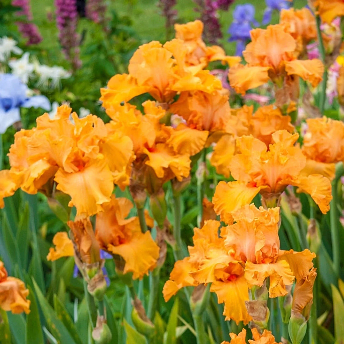 Orange King Bearded Iris
