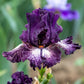 Grape Zebra Bearded Iris