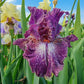 Grape Zebra Bearded Iris