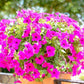Salmon Sunset Four-OClock Flower Seeds