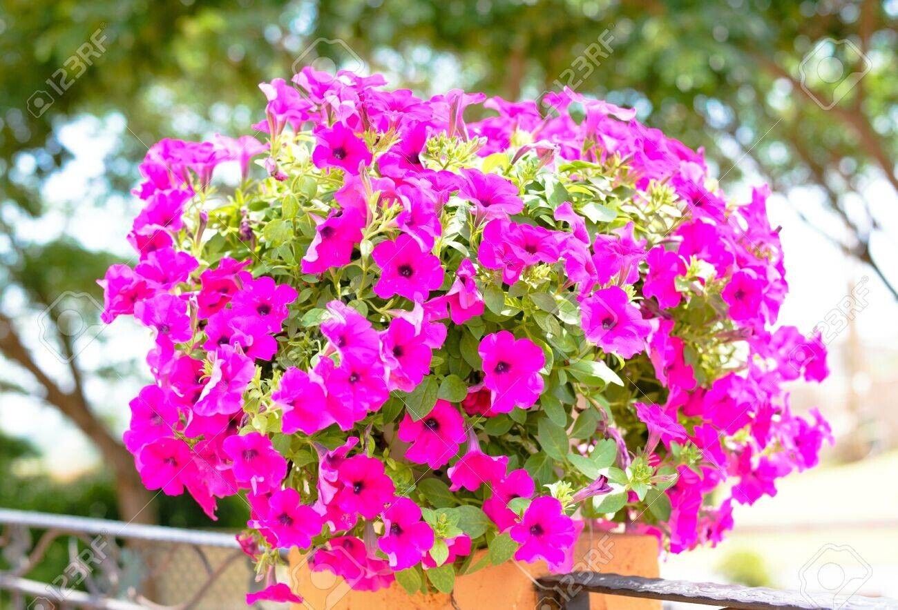 Salmon Sunset Four-OClock Flower Seeds
