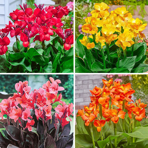 Tropical Dwarf Canna Collection Bulbs Perennial Growing Bonsai Roots Rhizomes Corms Tubers Potted Planting Reblooming Fragrant Garden Species Blooms Flower Seeds Plant Gardening