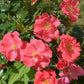 Sweatheart Rose Seedlings Flower Seeds Perennial Growing Bonsai Corms Tubers Potted Planting Reblooming Fragrant Garden Roots Rhizomes Species Blooms Plant Bulbs Gardening Tree