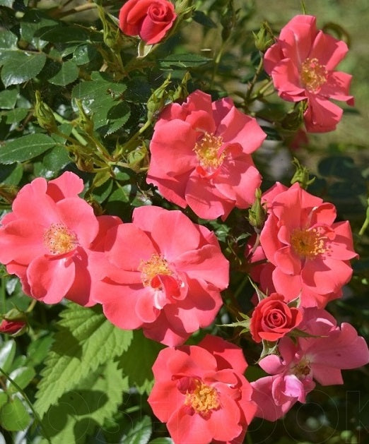 Sweatheart Rose Seedlings Flower Seeds Perennial Growing Bonsai Corms Tubers Potted Planting Reblooming Fragrant Garden Roots Rhizomes Species Blooms Plant Bulbs Gardening Tree
