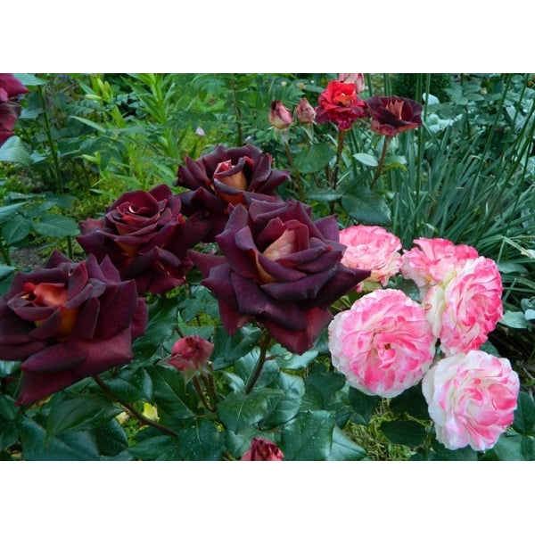 Black Gold Rose Seedlings Flower Seeds Perennial Growing Bonsai Corms Tubers Potted Planting Reblooming Fragrant Garden Roots Rhizomes Species Blooms Plant Bulbs Gardening Tree