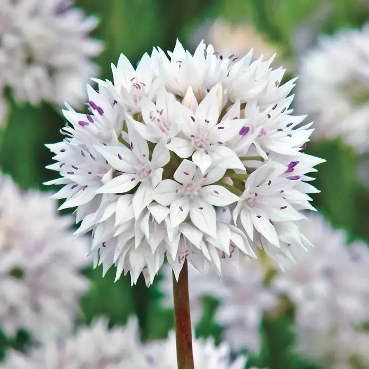 Allium Graceful