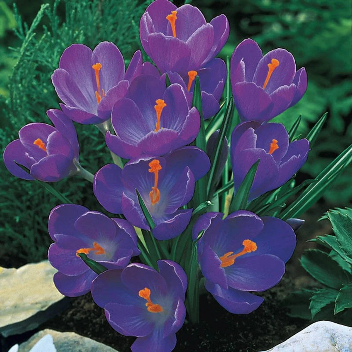 Giant Dutch Crocus Collection