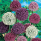 Giant Allium Mixtures