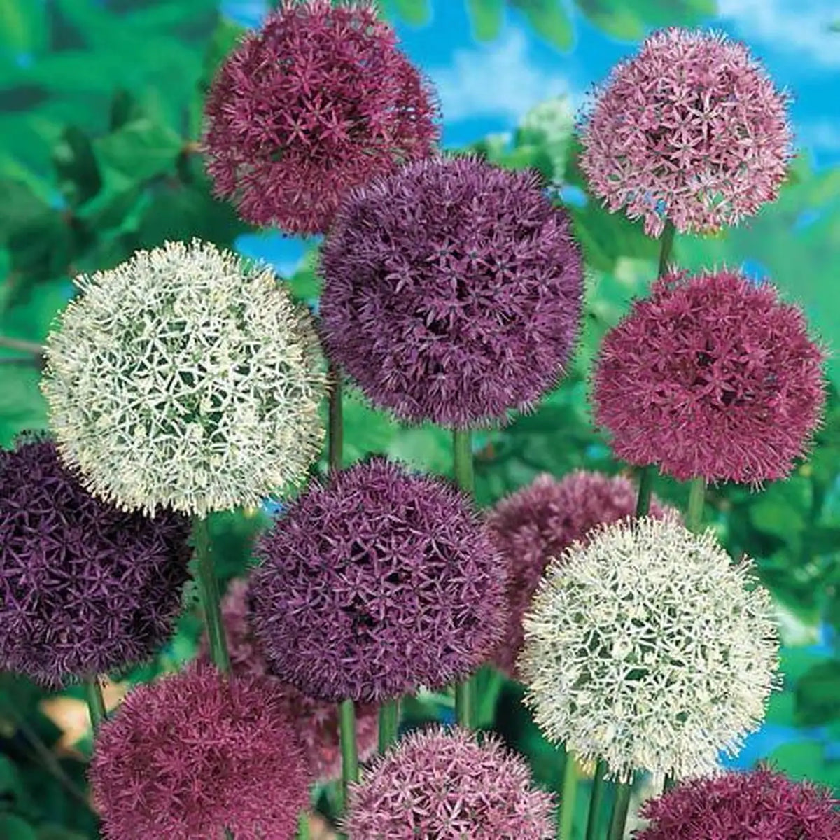 Giant Allium Mixtures