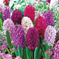 Monet Hyacinth Mixture