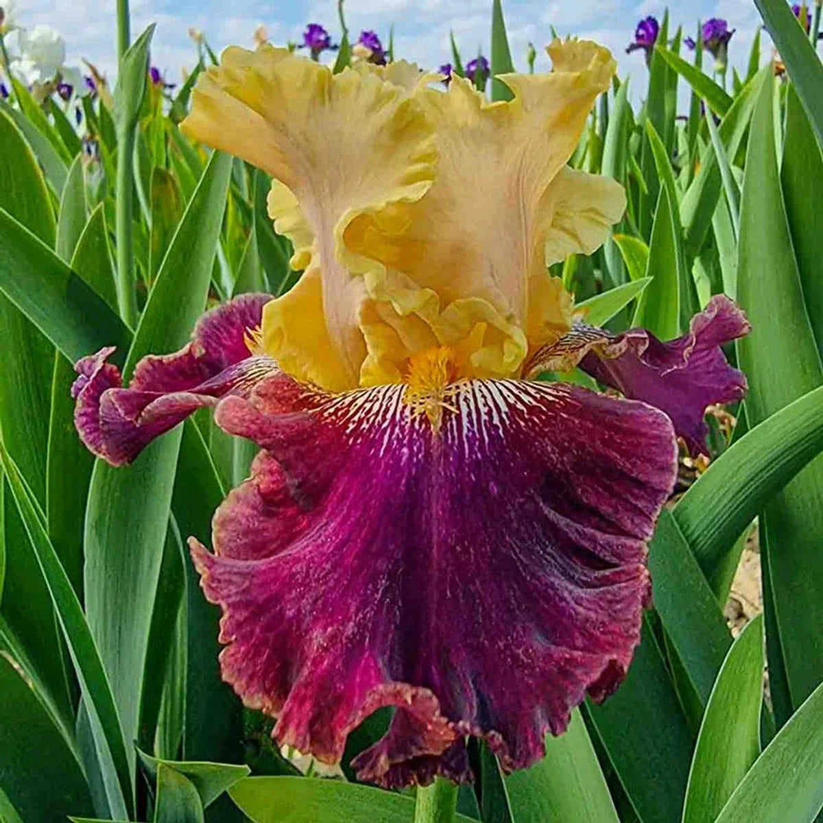 Burgundy Bohemian Bearded Iris