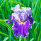Purple Reign Bearded Iris