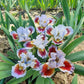 Going In Circles Bearded Iris