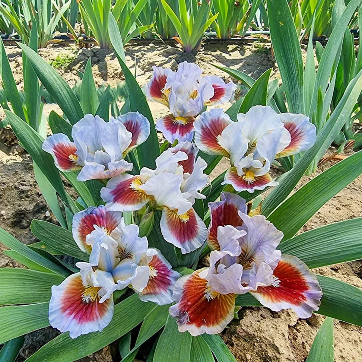 Going In Circles Bearded Iris