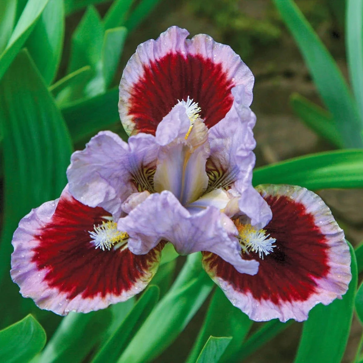 Going in Circles Dwarf Bearded Iris