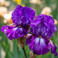 Aubergine a la Mode Reblooming Bearded Iris