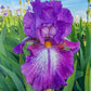 Aubergine a la Mode Reblooming Bearded Iris