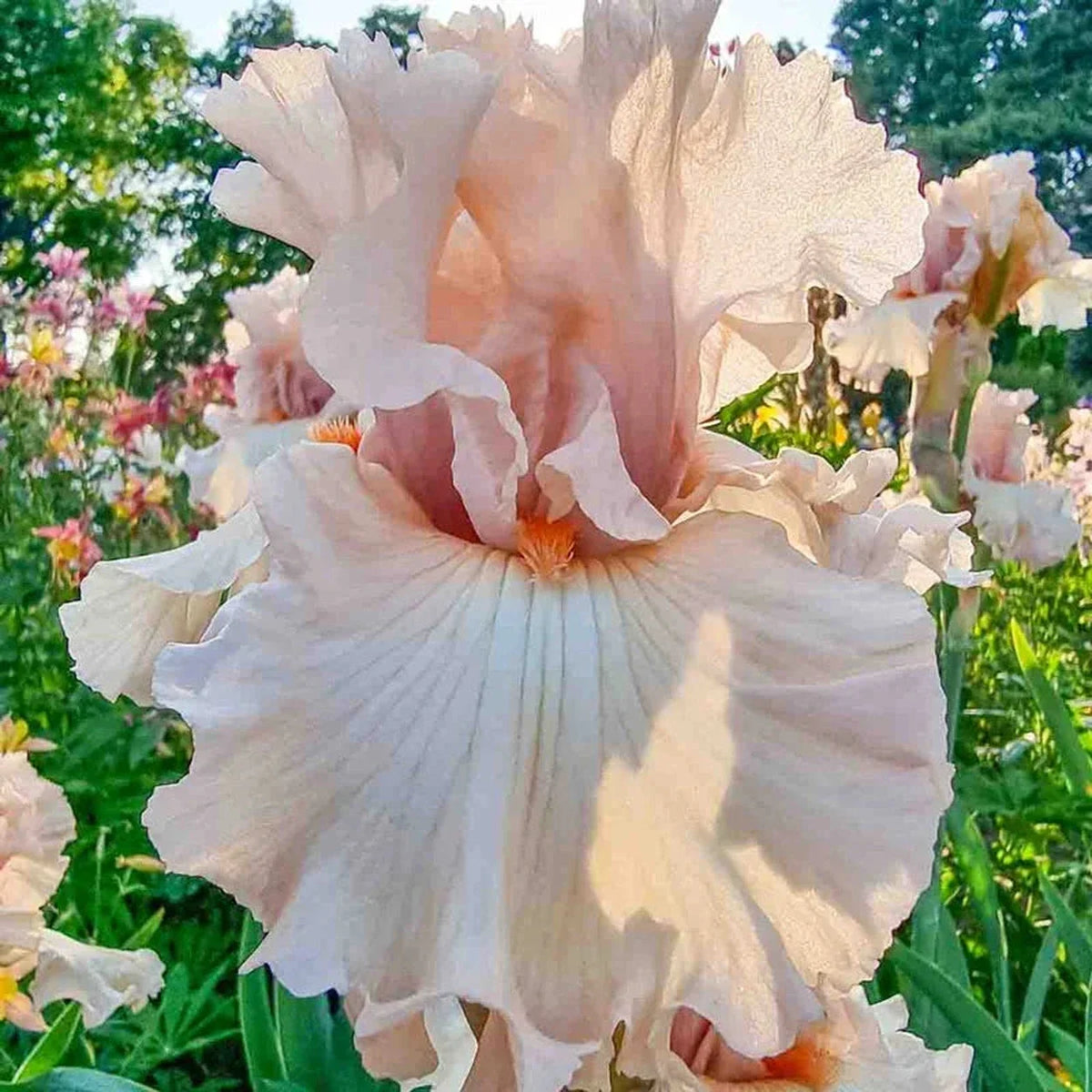 Peacekeeper Bearded Iris