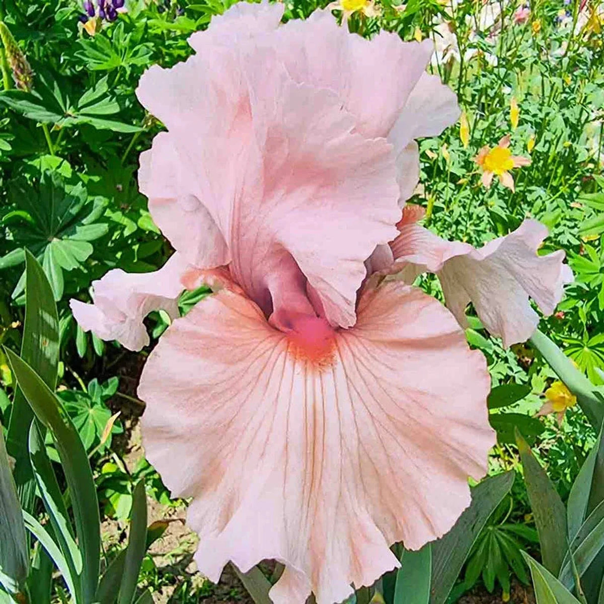 Peacekeeper Bearded Iris
