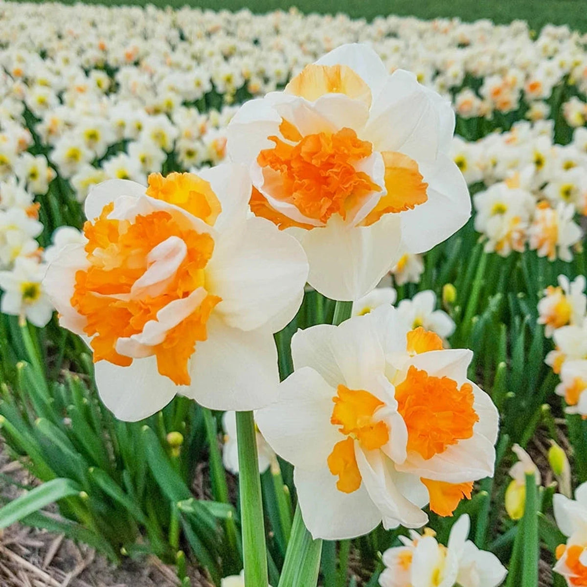 Peach Prince Daffodil