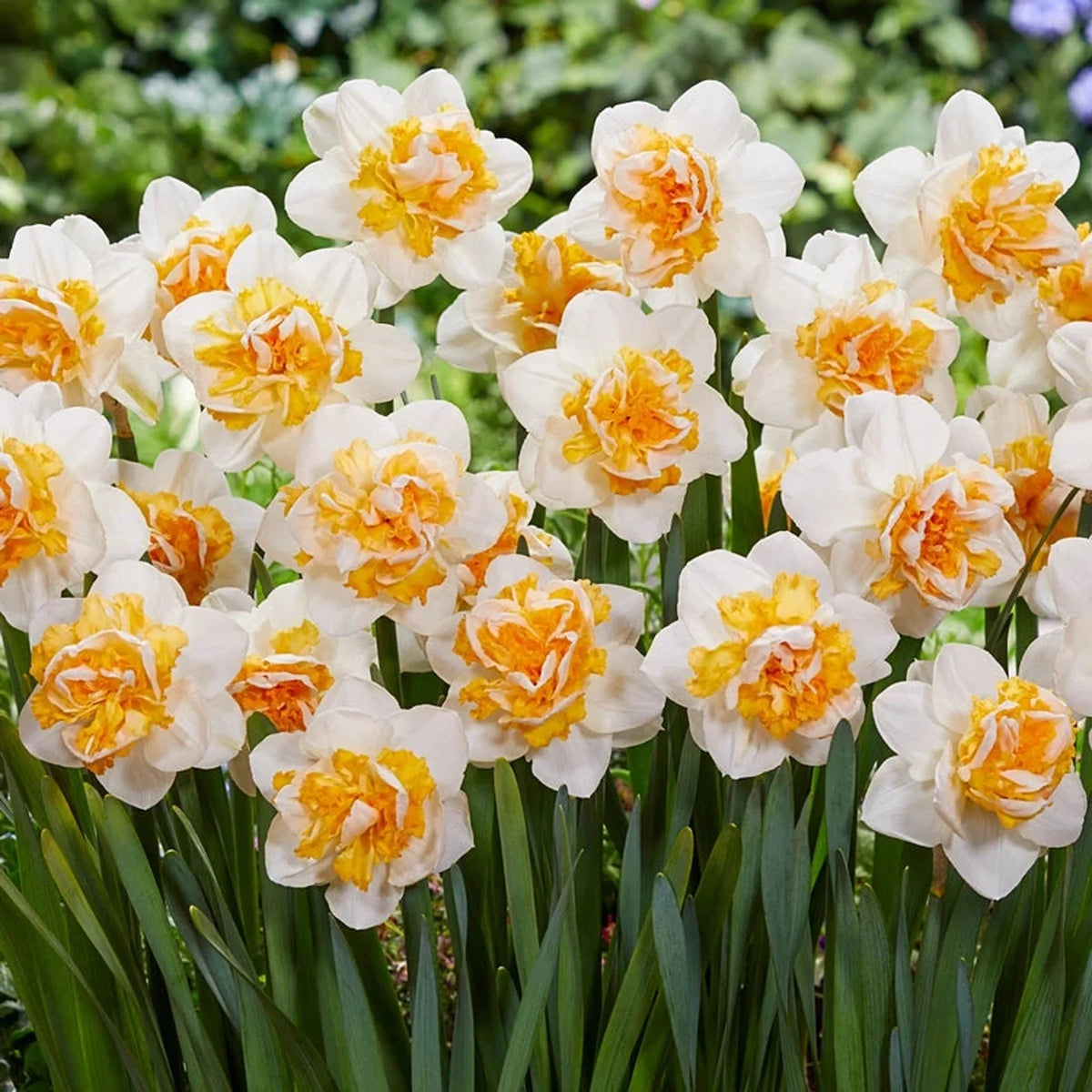 Peach Prince Daffodil