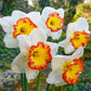 Pink Bomb Daffodil